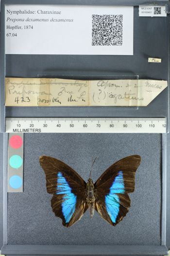 Media type: image;   Entomology 163401